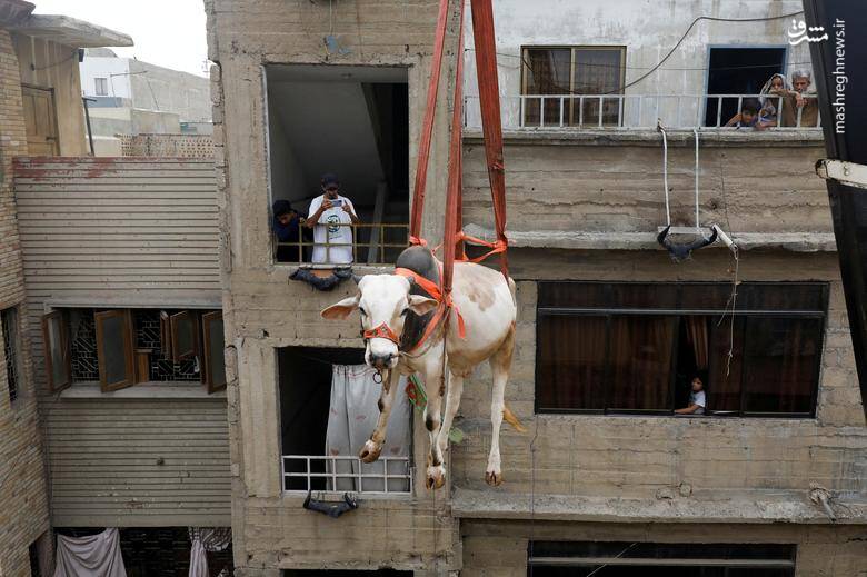 حمل یک گاو با جرثقیل در آستانه عید قربان در کراچی _ پاکستان