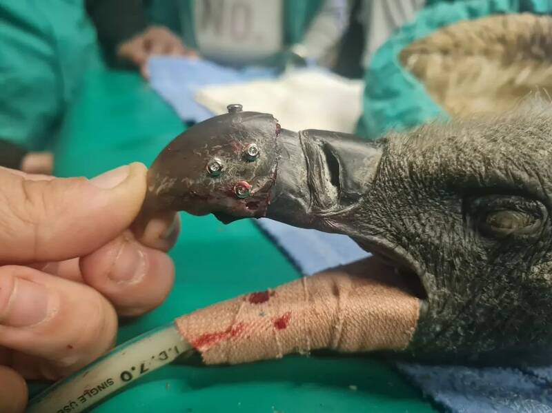 عمل موفق پیوند منقار کرکس پشت سفید +عکس