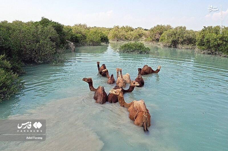 تصاویر کمتر دیده شده از قشم زیبا