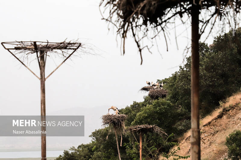 عکس/ شهر لک لکها