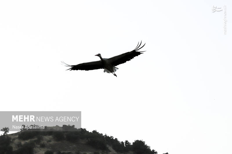 عکس/ شهر لک لکها