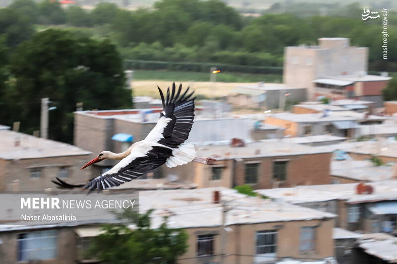 عکس/ شهر لک لکها