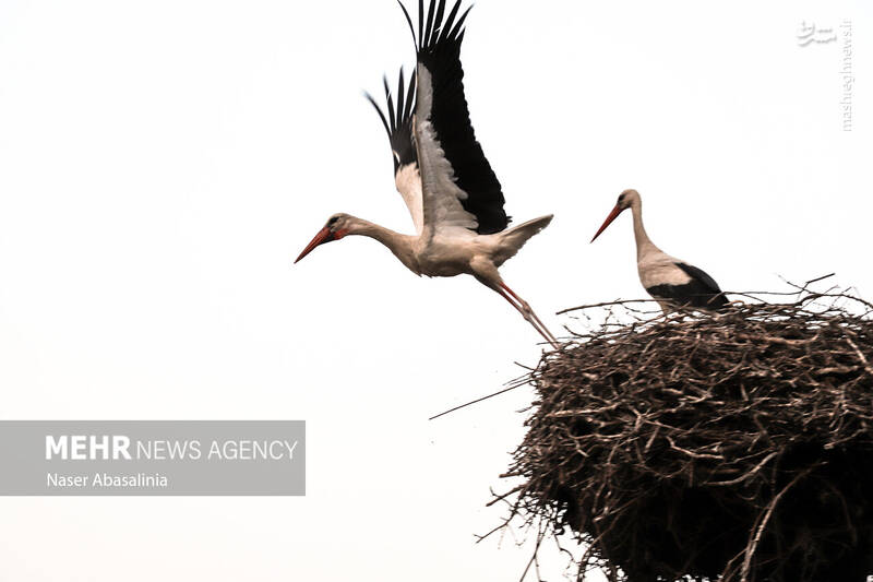 عکس/ شهر لک لکها