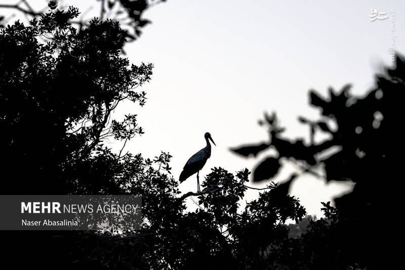 عکس/ شهر لک لکها