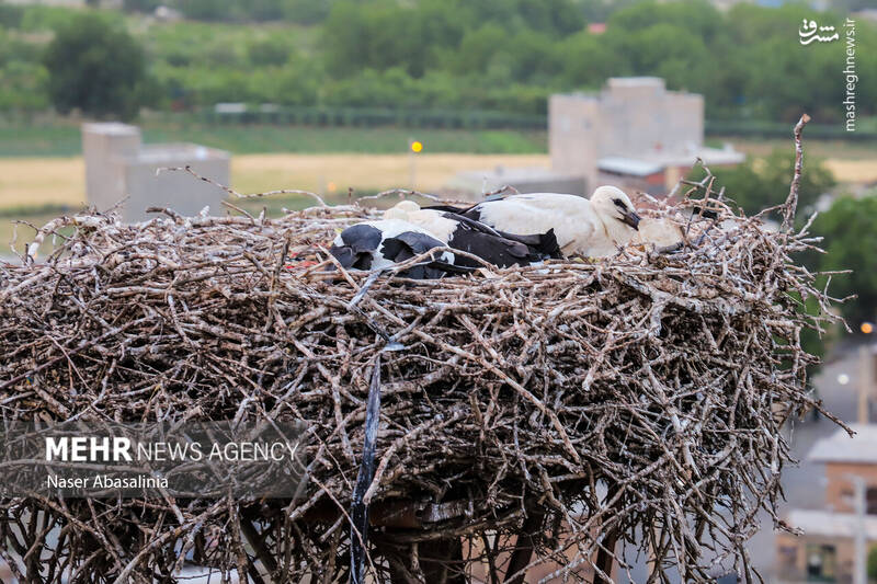 عکس/ شهر لک لکها