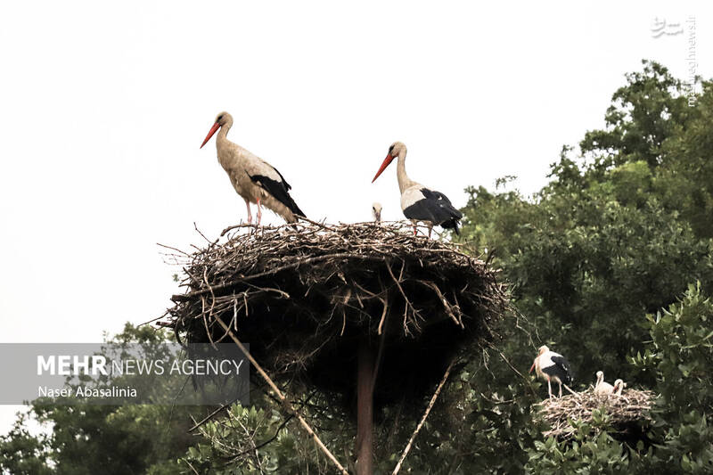 عکس/ شهر لک لکها
