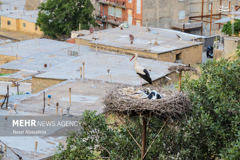 عکس/ شهر لک لکها