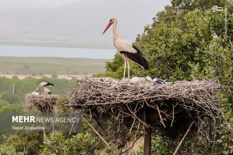 عکس/ شهر لک لکها