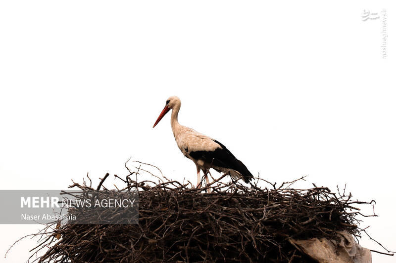 عکس/ شهر لک لکها