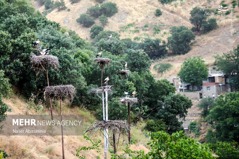 عکس/ شهر لک لکها