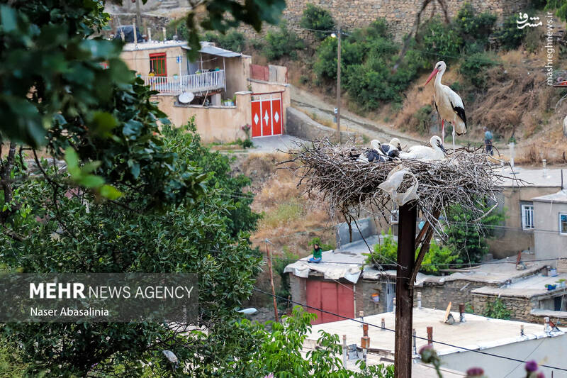 عکس/ شهر لک لکها