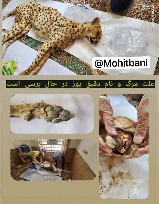مرگ یک یوزپلنگ در بافق + عکس