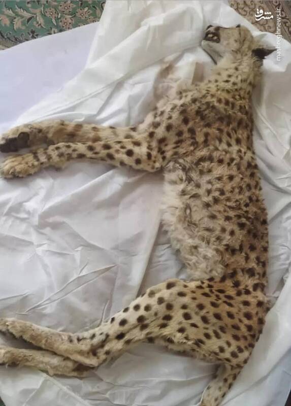 یوزپلنگها رسما در زیستگاه جنوبی منقرض شدند