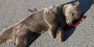جرئیات مرگ یک قلاده خرس قهوه‌ای در هوراند