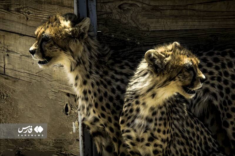 تصاویر جدید از «آذر» و «توران»؛ یوزپلنگ‌های ایرانی