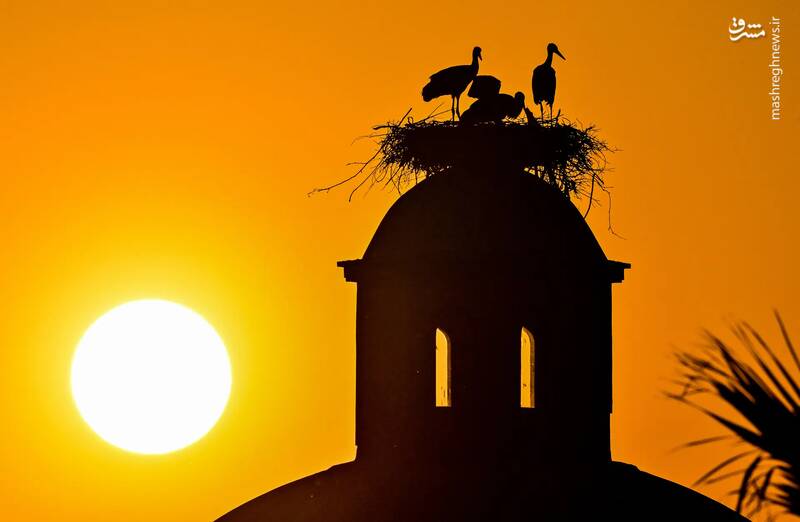لحظه غروب آفتاب از نمایه لانه لک لکها در بالای یک ساختمان در ازمیر _ ترکیه لحظه غروب آفتاب از نمایه لانه لک لکها در بالای یک ساختمان در ازمیر _ ترکیه