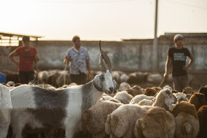 عکس/ بازار فروش دام عید قربان در استانها بازار فروش دام عید قربان در استانها