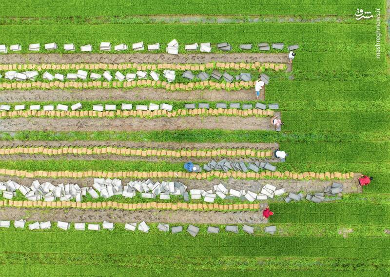 تصویری هوایی از کشت یک مزرعه برنج در هایان _ چین