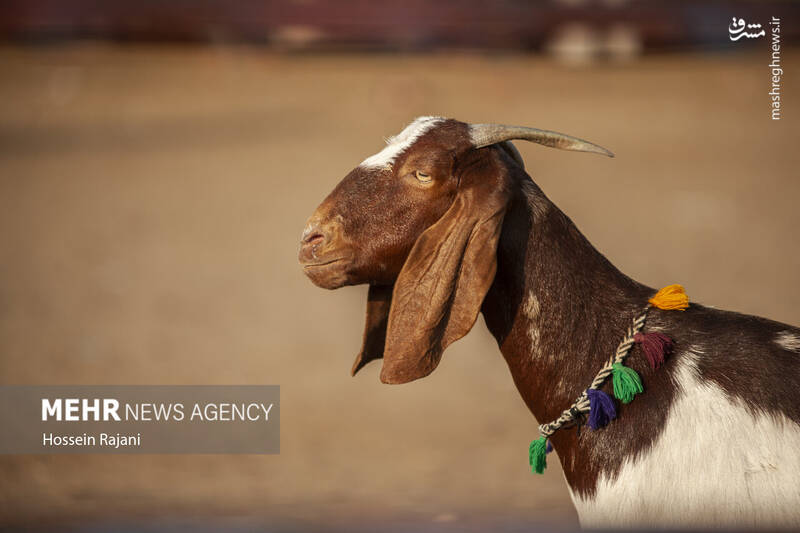 گنبد کاووس گنبد کاووس