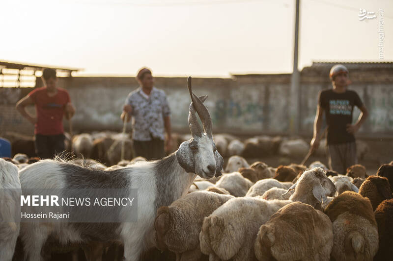 گنبد کاووس گنبد کاووس