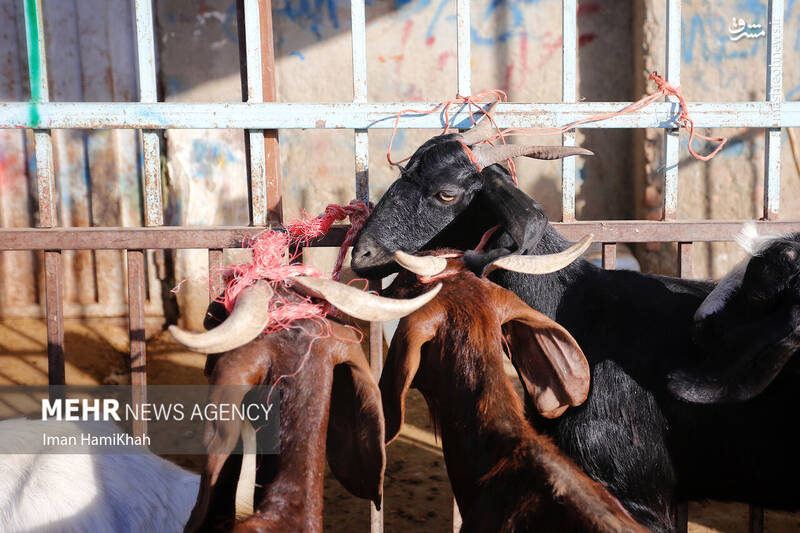 همدان همدان