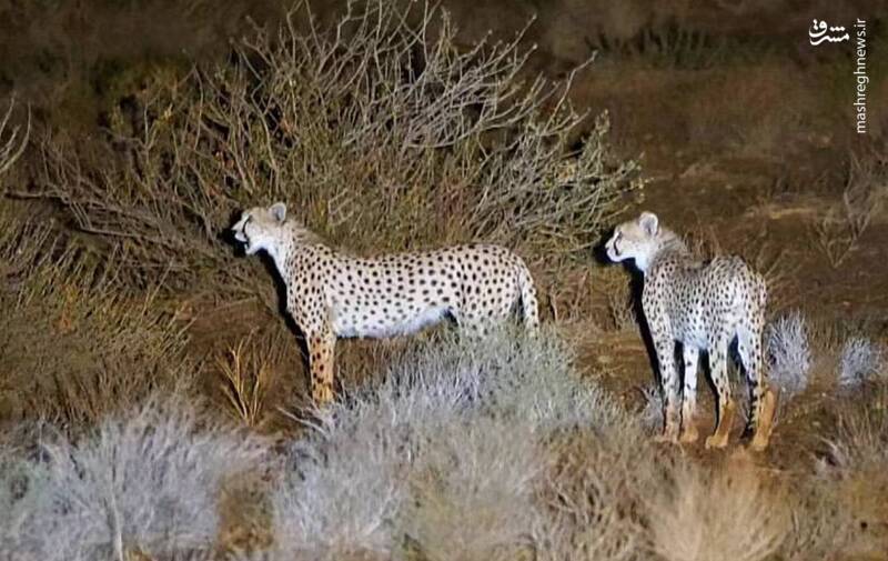 تصویری از انتظار هلیا و توله یوزش برای بازگشت دیگری