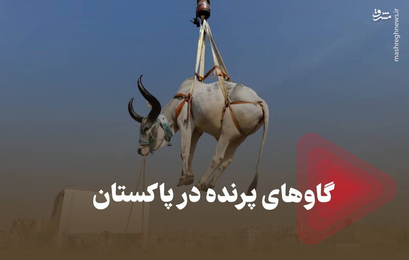 فیلم/ گاوهای پرنده در پاکستان فیلم/ گاوهای پرنده در پاکستان