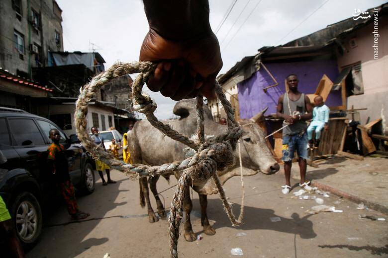 مسلمانان برای ذبح حیوان قربانی پس از اقامه نماز به مناسبت جشن عید قربان در ابیجان 
_ ساحل عاج آماده می‌شوند.
