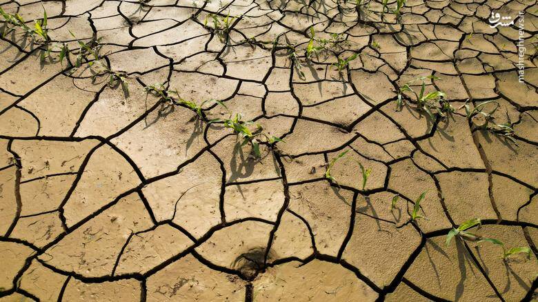 خشکسالی در مزرعه ذرت - فرانسه