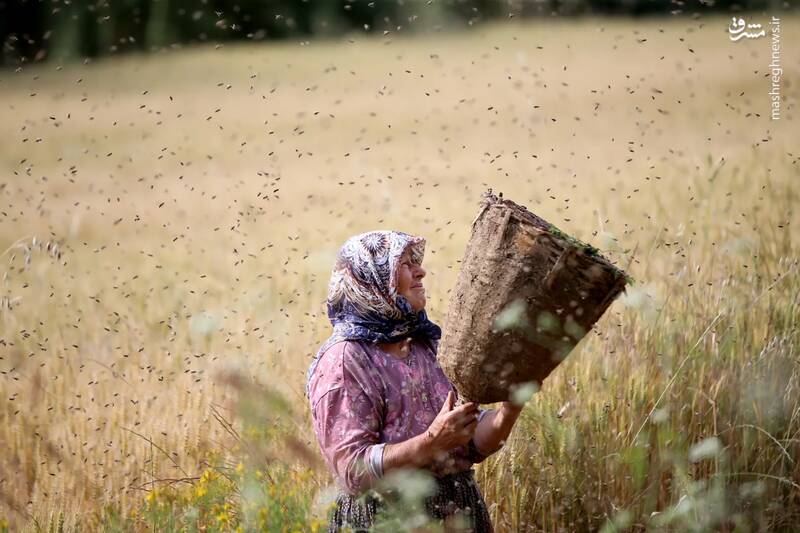 پرورش زنبور توسط یک زن 68 ساله در کیرکلارلی _ ترکیه