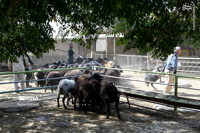 عکس/ جشن عید قربان در آسایشگاه کهریزک