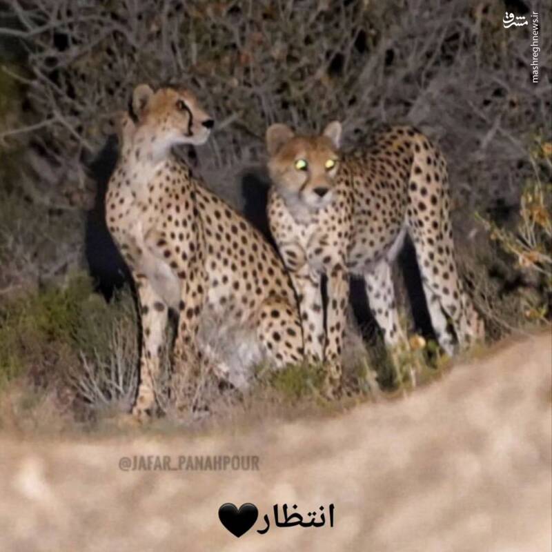 شب های سرنوشت ساز برای هلیا و توله اش +عکس