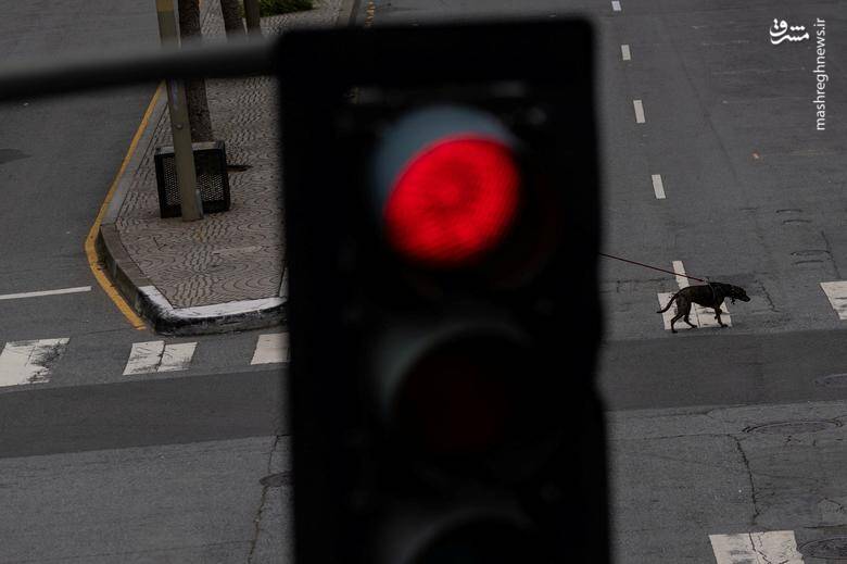 عبور یک سگ از یک گذرگاه ترافیکی در مرکز شهر سانفرانسیسکو