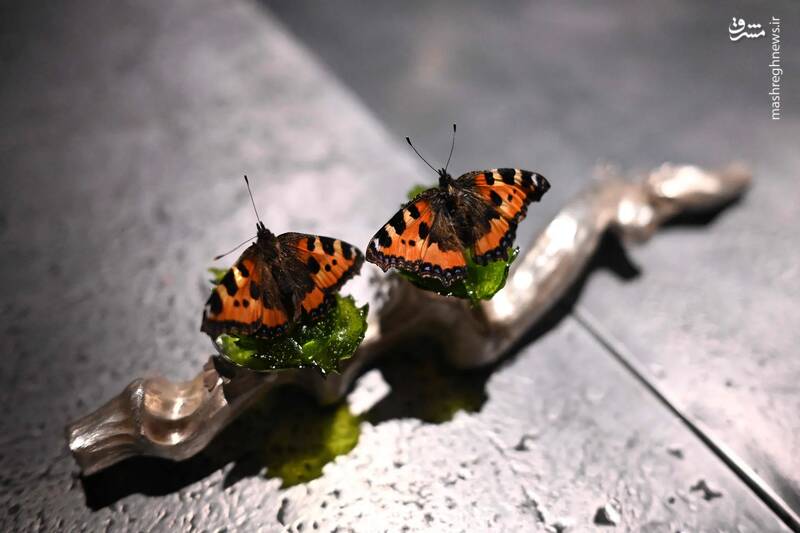 تصویری زیبا از دو پروانه در کپنهاگ _ دانمارک