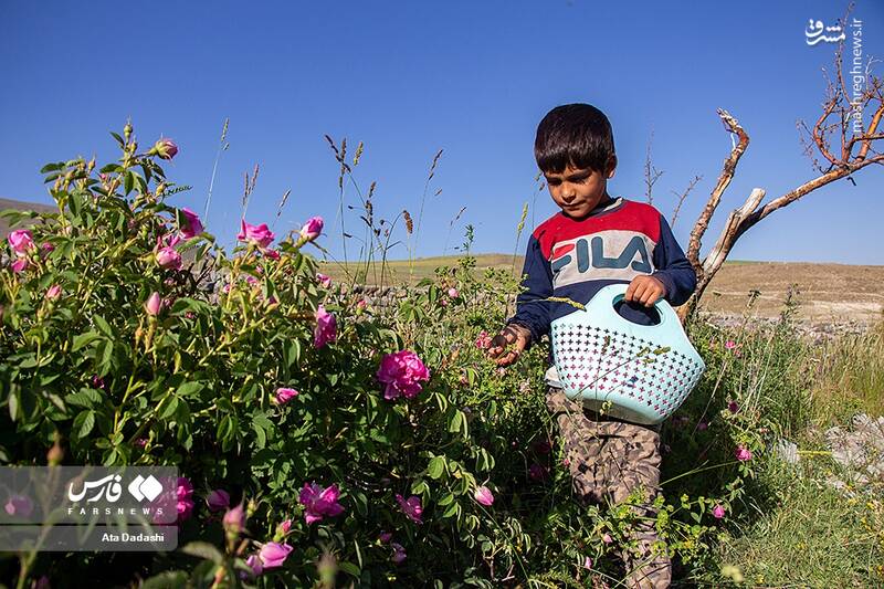 عکس/ برداشت گل محمدی در عنصرود