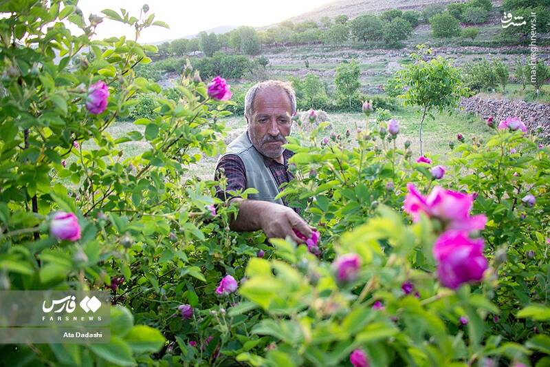 عکس/ برداشت گل محمدی در عنصرود