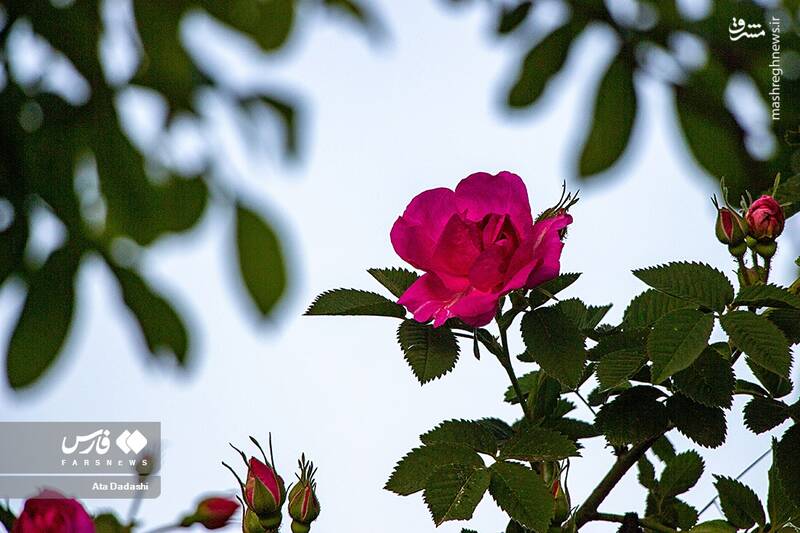 عکس/ برداشت گل محمدی در عنصرود