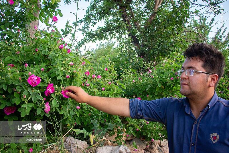 عکس/ برداشت گل محمدی در عنصرود