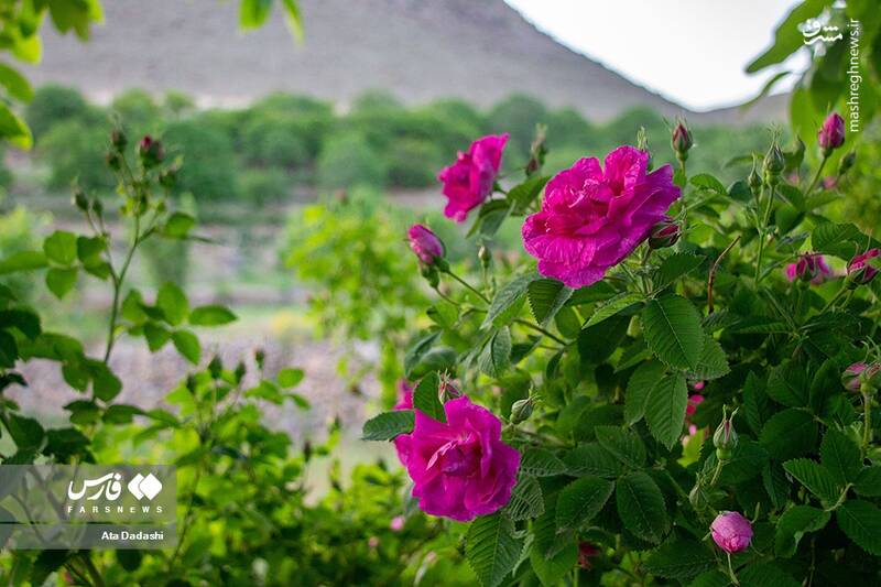 عکس/ برداشت گل محمدی در عنصرود
