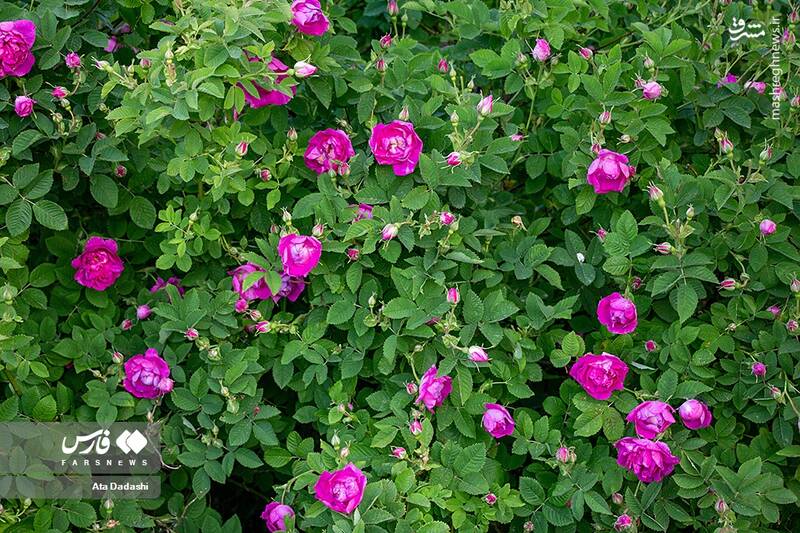 عکس/ برداشت گل محمدی در عنصرود