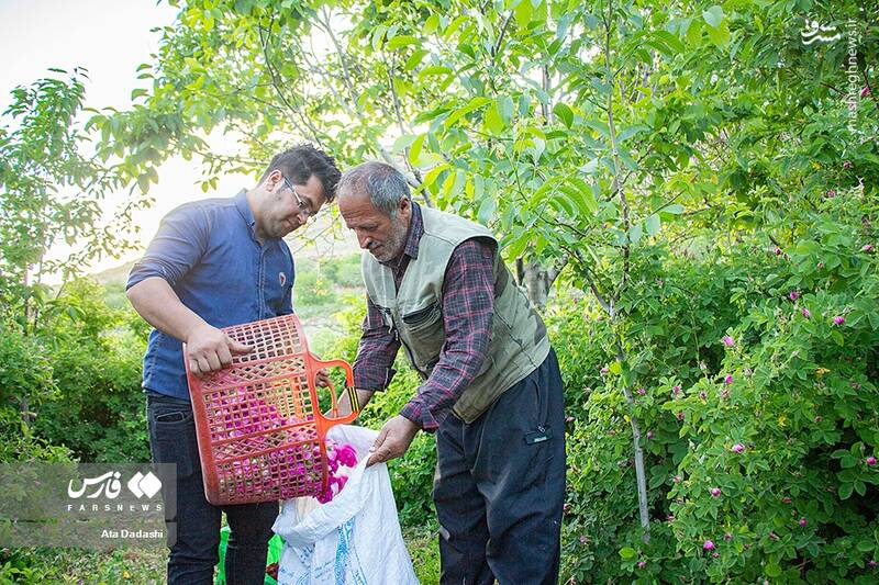 عکس/ برداشت گل محمدی در عنصرود