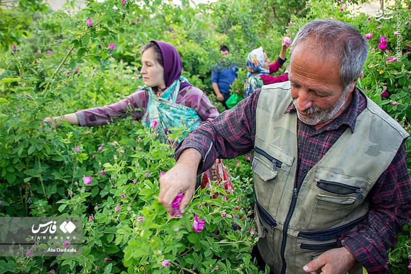 عکس/ برداشت گل محمدی در عنصرود