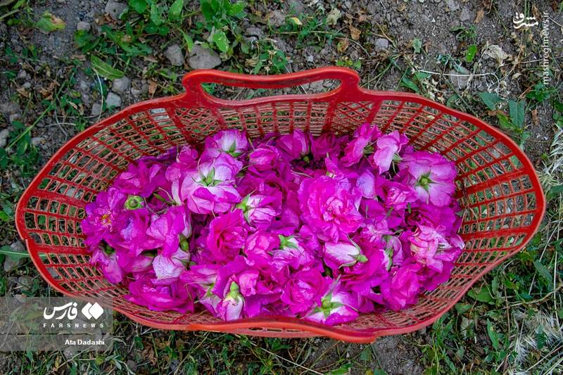 عکس/ برداشت گل محمدی در عنصرود