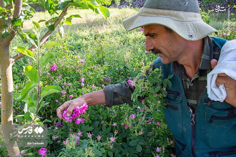 عکس/ برداشت گل محمدی در عنصرود