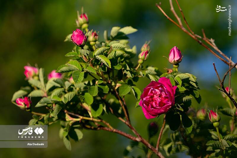 عکس/ برداشت گل محمدی در عنصرود