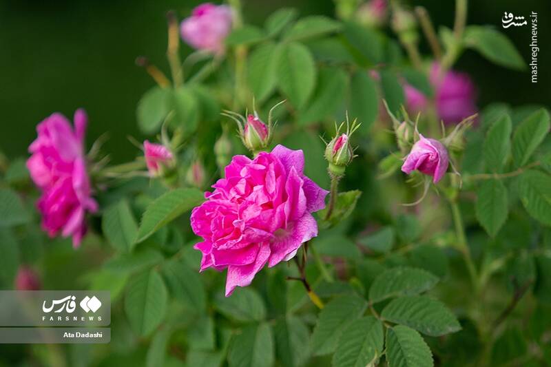 عکس/ برداشت گل محمدی در عنصرود