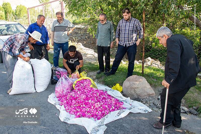 عکس/ برداشت گل محمدی در عنصرود