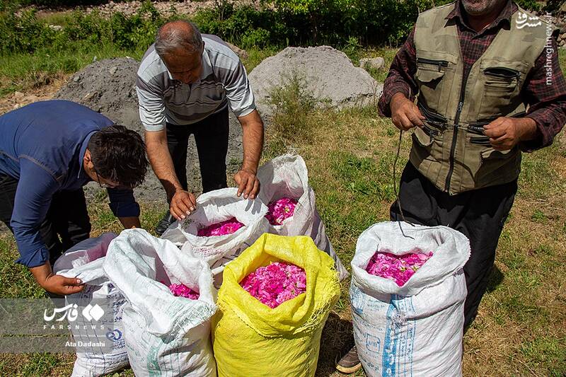 عکس/ برداشت گل محمدی در عنصرود