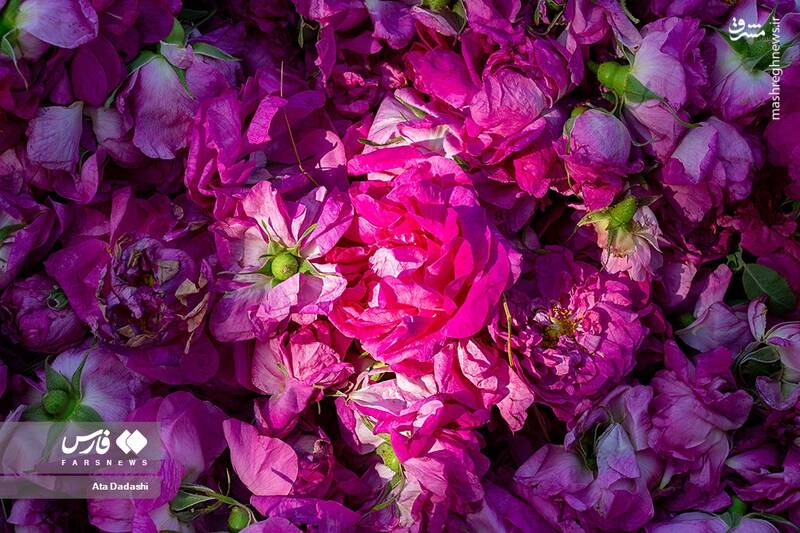 عکس/ برداشت گل محمدی در عنصرود