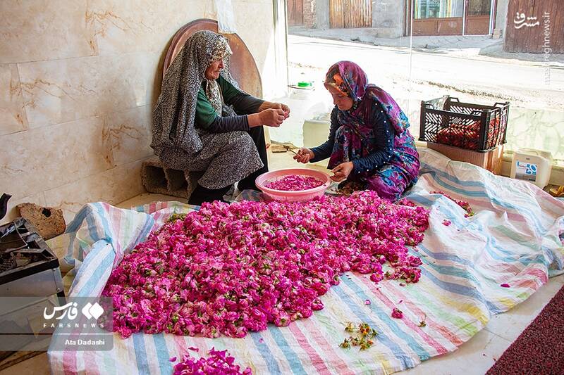 عکس/ برداشت گل محمدی در عنصرود